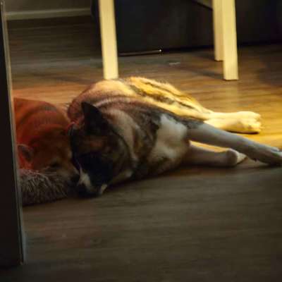 Hundetreffen-Gassi gehen und Hundetreffen / zusammen spielen-Bild