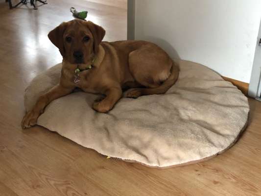 Labradorfans-Beitrag-Bild