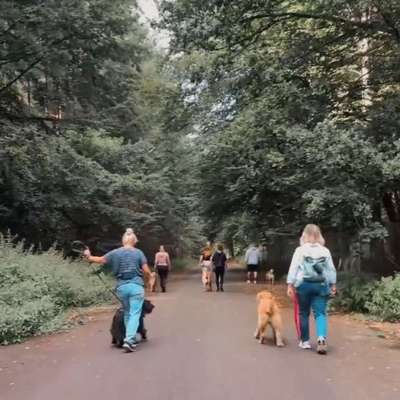 Hundetreffen-Gassi runde - Social Walk-Bild