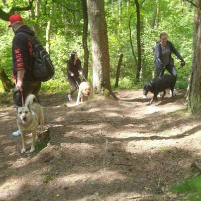 Hundetreffen-Social walk 🐾-Bild