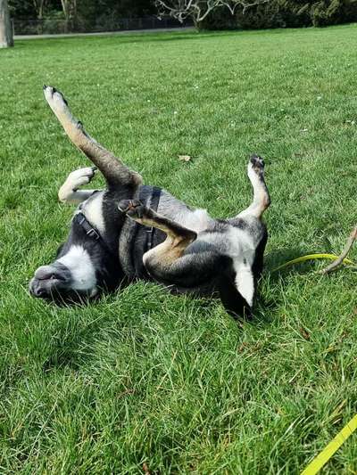 Dogorama Photo Challenge - Zeigt her eure Bäuche-Beitrag-Bild