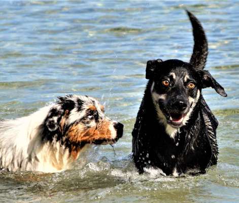 Dogorama Photo Challenge - Fail/Outtakes-Beitrag-Bild