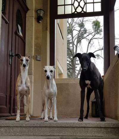 Windhunde - Treffen der besonderen Schönheiten
HERZLICH WILLKOMMEN-Beitrag-Bild