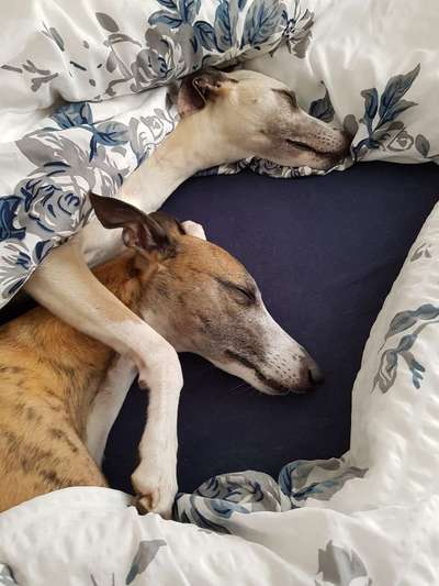 Windhunde - Treffen der besonderen Schönheiten
HERZLICH WILLKOMMEN-Beitrag-Bild