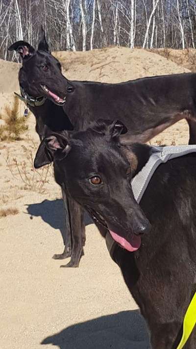 Windhunde - Treffen der besonderen Schönheiten
HERZLICH WILLKOMMEN-Beitrag-Bild