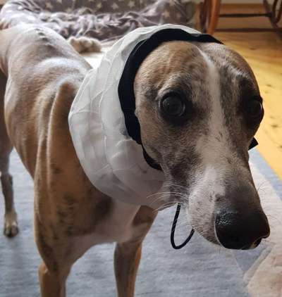 Windhunde - Treffen der besonderen Schönheiten
HERZLICH WILLKOMMEN-Beitrag-Bild