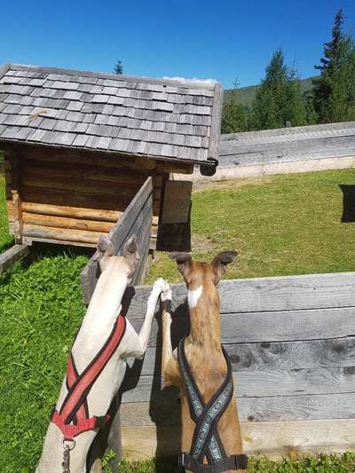 Windhunde - Treffen der besonderen Schönheiten
HERZLICH WILLKOMMEN-Beitrag-Bild