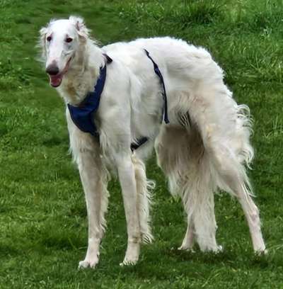 Windhunde - Treffen der besonderen Schönheiten
HERZLICH WILLKOMMEN-Beitrag-Bild