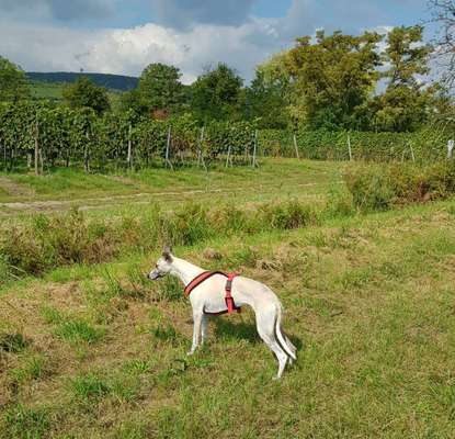 Windhunde - Treffen der besonderen Schönheiten
HERZLICH WILLKOMMEN-Beitrag-Bild
