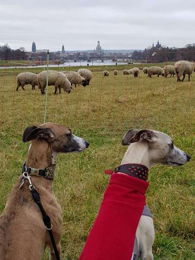 Windhunde - Treffen der besonderen Schönheiten
HERZLICH WILLKOMMEN-Beitrag-Bild
