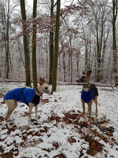 Windhunde - Treffen der besonderen Schönheiten
HERZLICH WILLKOMMEN-Beitrag-Bild