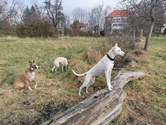 Windhunde - Treffen der besonderen Schönheiten
HERZLICH WILLKOMMEN-Beitrag-Bild