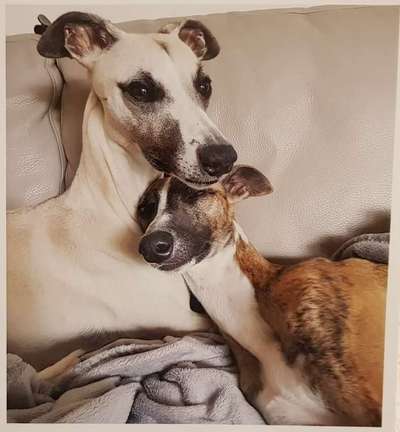 Windhunde - Treffen der besonderen Schönheiten
HERZLICH WILLKOMMEN-Beitrag-Bild