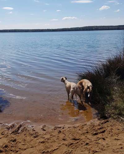 Windhunde - Treffen der besonderen Schönheiten
HERZLICH WILLKOMMEN-Beitrag-Bild