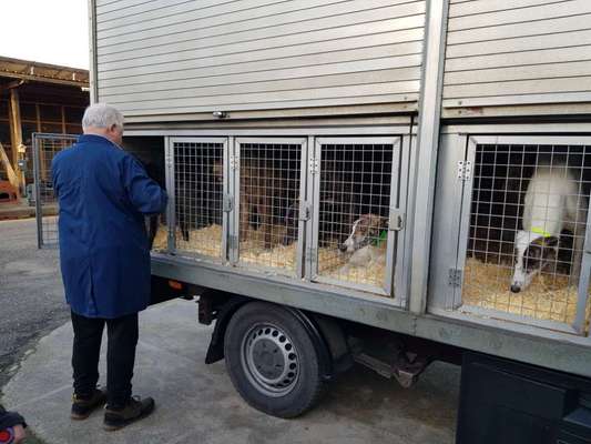 Windhunde - Treffen der besonderen Schönheiten
HERZLICH WILLKOMMEN-Beitrag-Bild