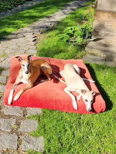 Windhunde - Treffen der besonderen Schönheiten
HERZLICH WILLKOMMEN-Beitrag-Bild