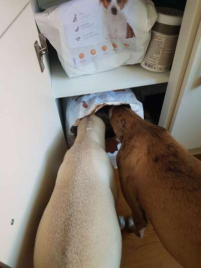 Windhunde - Treffen der besonderen Schönheiten
HERZLICH WILLKOMMEN-Beitrag-Bild