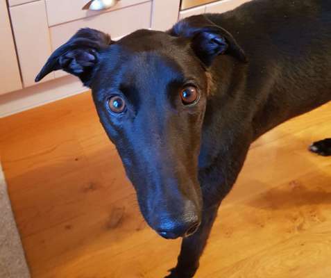 Windhunde - Treffen der besonderen Schönheiten
HERZLICH WILLKOMMEN-Beitrag-Bild