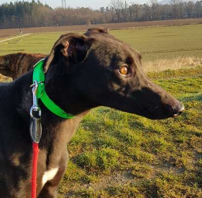 Windhunde - Treffen der besonderen Schönheiten
HERZLICH WILLKOMMEN-Beitrag-Bild