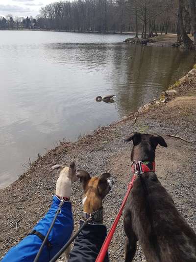 Windhunde - Treffen der besonderen Schönheiten
HERZLICH WILLKOMMEN-Beitrag-Bild