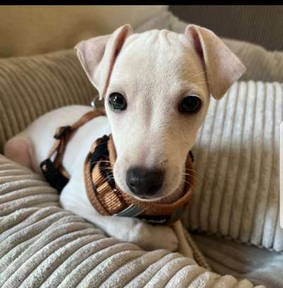 Windhunde - Treffen der besonderen Schönheiten
HERZLICH WILLKOMMEN-Beitrag-Bild