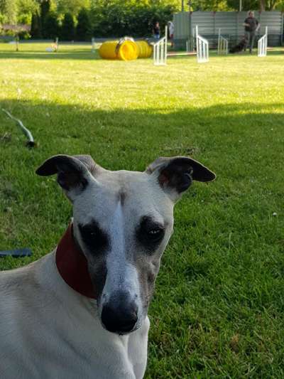 Windhunde - Treffen der besonderen Schönheiten
HERZLICH WILLKOMMEN-Beitrag-Bild