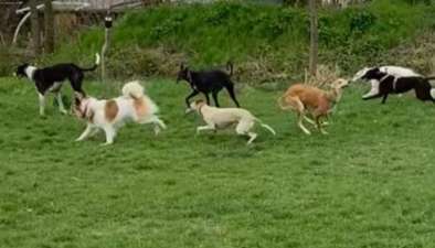 Windhunde - Treffen der besonderen Schönheiten
HERZLICH WILLKOMMEN-Beitrag-Bild