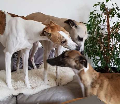 Windhunde - Treffen der besonderen Schönheiten
HERZLICH WILLKOMMEN-Beitrag-Bild