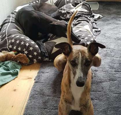 Windhunde - Treffen der besonderen Schönheiten
HERZLICH WILLKOMMEN-Beitrag-Bild