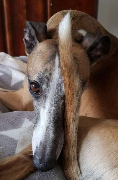 Windhunde - Treffen der besonderen Schönheiten
HERZLICH WILLKOMMEN-Beitrag-Bild