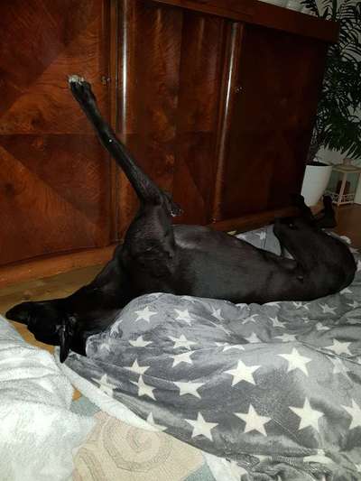 Windhunde - Treffen der besonderen Schönheiten
HERZLICH WILLKOMMEN-Beitrag-Bild