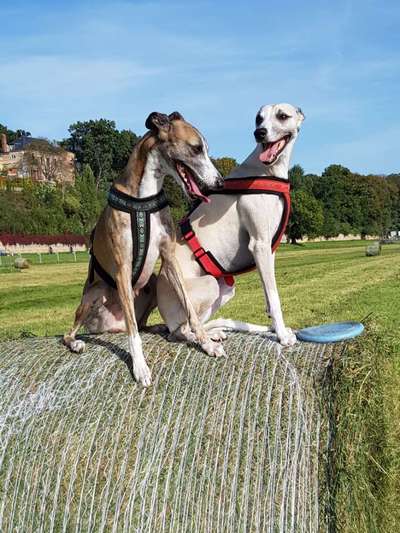 Windhunde - Treffen der besonderen Schönheiten
HERZLICH WILLKOMMEN-Beitrag-Bild