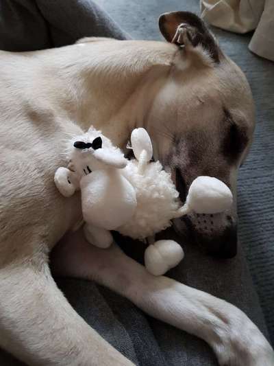 Windhunde - Treffen der besonderen Schönheiten
HERZLICH WILLKOMMEN-Beitrag-Bild