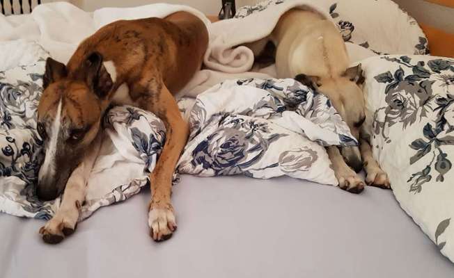 Windhunde - Treffen der besonderen Schönheiten
HERZLICH WILLKOMMEN-Beitrag-Bild