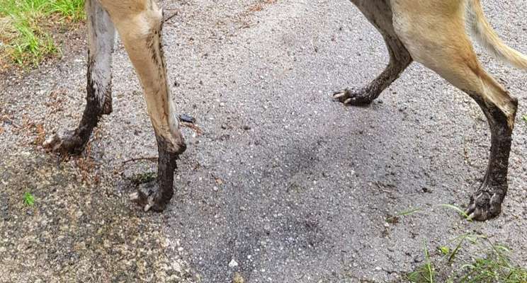 Windhunde - Treffen der besonderen Schönheiten
HERZLICH WILLKOMMEN-Beitrag-Bild