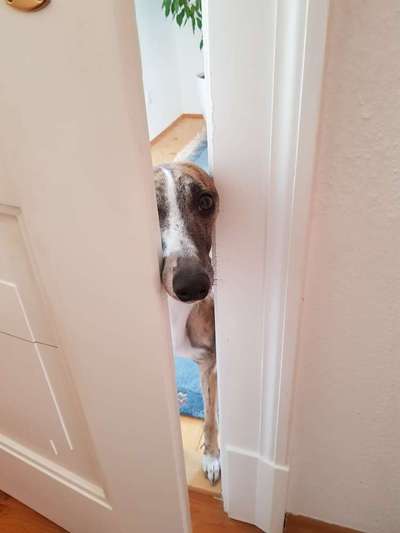 Windhunde - Treffen der besonderen Schönheiten
HERZLICH WILLKOMMEN-Beitrag-Bild