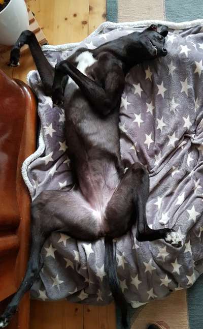 Windhunde - Treffen der besonderen Schönheiten
HERZLICH WILLKOMMEN-Beitrag-Bild