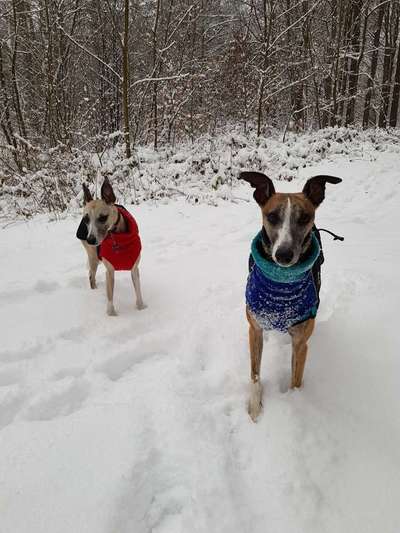 Windhunde - Treffen der besonderen Schönheiten
HERZLICH WILLKOMMEN-Beitrag-Bild