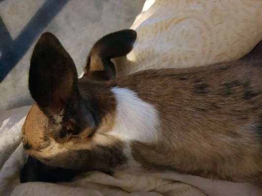 Windhunde - Treffen der besonderen Schönheiten
HERZLICH WILLKOMMEN-Beitrag-Bild