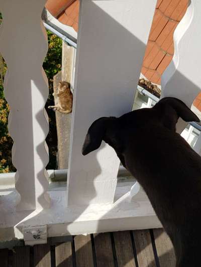 Windhunde - Treffen der besonderen Schönheiten
HERZLICH WILLKOMMEN-Beitrag-Bild