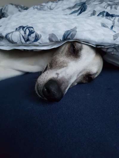 Windhunde - Treffen der besonderen Schönheiten
HERZLICH WILLKOMMEN-Beitrag-Bild