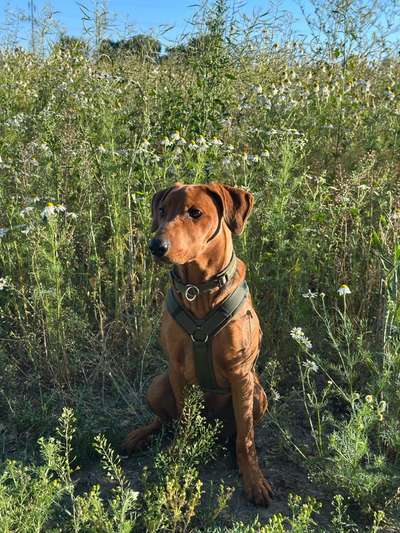 Hundetreffen-Spielfreunde gesucht-Bild