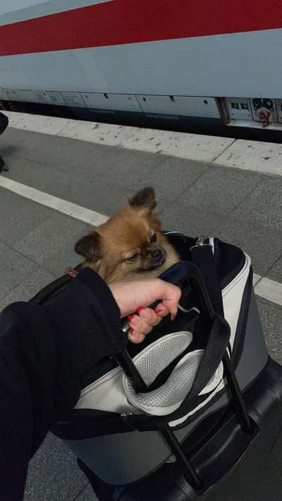 Die Dogorama Wochen Challenge-Beitrag-Bild