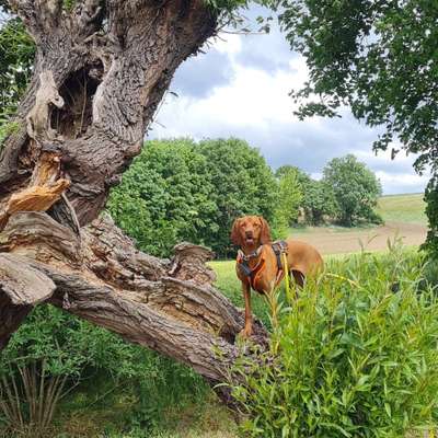 Hundetreffen-Magyar Vizsla Treffen-Bild