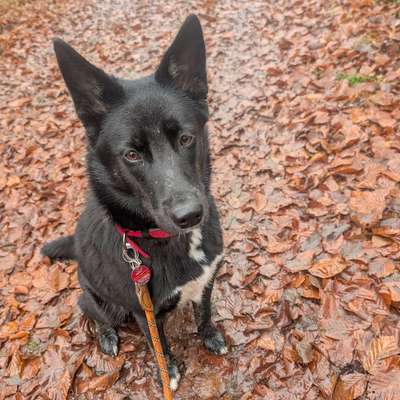 Hundetreffen-Gassitreffen in Wellesweiler und Umgebung ( Ottweiler, Neunkirchen,Ect)-Bild