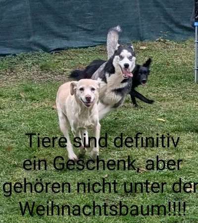 Ein Hund als Weihnachtsgeschenk? 🎁🐶 Muss das sein?-Beitrag-Bild