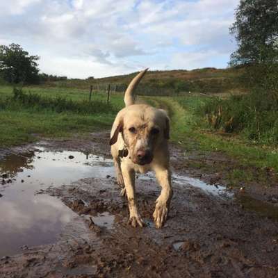 61. Handyfotochallenge - der springende Hund-Beitrag-Bild