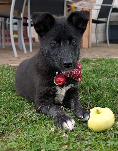 Hundetreffen-Welpentreffen in Wellesweiler und Umgebung ( Ottweiler, Neunkirchen,Ect)-Bild