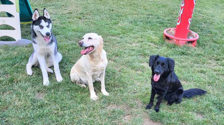 Reinrassige Hunde?-Beitrag-Bild