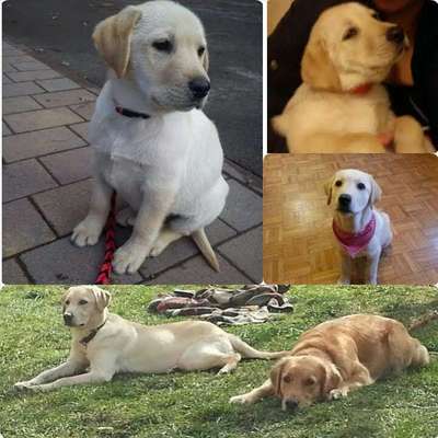 Welpen Bilder !-Beitrag-Bild